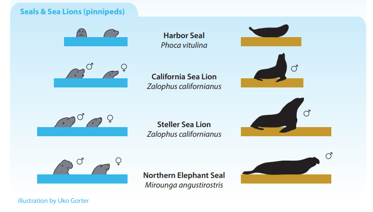 AlkiSurfShop's tweet photo. Whale watching around the Seattle area - There are 4 #WestSeattle Sites including #alkibeach https://t.co/cIGjESiutX #whalewatching #seacreatures #howtoidentify https://t.co/QdiwMKAipD