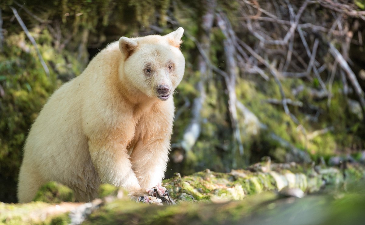 pacificwild's tweet photo. Good news from the #GreatBearRainforest (GBR, the Kitasoo Xai'xais and Gitga’at First Nations have announced the ban of black bear hunting in parts of the GBR. Black bears hold a unique genetic mutation which can produce #SpiritBears. Read in full.

https://t.co/ubljpS6j3y https://t.co/1mXDAQGIWj