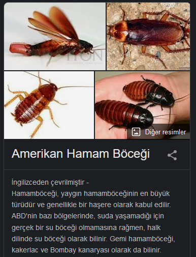 sacredgeometry6's tweet photo. @nevsinmengu Ne varki bunda? Türkiye'de kardeşiyle yalandan ayrımcılığa uğrayan bir alman ya da amerikan hamam böceğinin kitabını veya anılarını mı satın almalıydı? https://t.co/WmNJd3fXLT