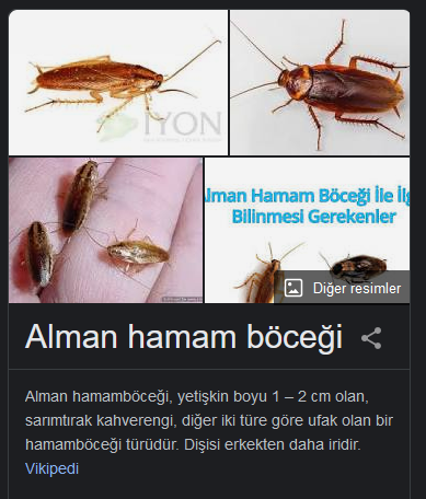 sacredgeometry6's tweet photo. @nevsinmengu Ne varki bunda? Türkiye'de kardeşiyle yalandan ayrımcılığa uğrayan bir alman ya da amerikan hamam böceğinin kitabını veya anılarını mı satın almalıydı? https://t.co/WmNJd3fXLT