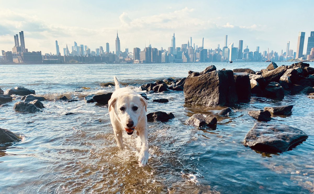 PRINCEFINNY's tweet photo. Dog days of summer @MeredithFrost https://t.co/x1jyAMngTj