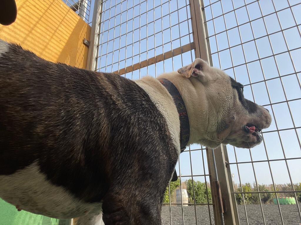 CETACES_Ingenio's tweet photo. UNA MIRADA HACIA LA LIBERTAD
Así está #Dailos continuamente, mirando hacia afuera, queriendo dejar atrás un encierro continuo😢, queriendo volver a sentir el calor de un #hogar, el #amor de una #familia
Es bueno y atento, pero hay que trabajarse su confianza previamente. 🤞🏼 https://t.co/sxyeyjegKJ
