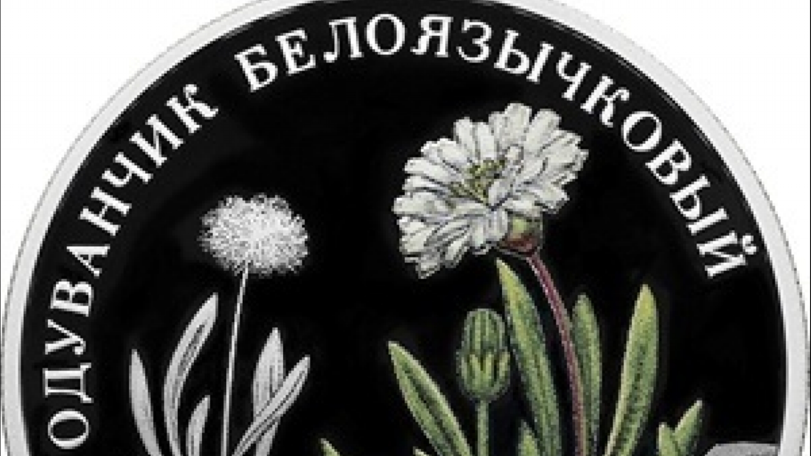 Одуванчик белоязычковый монета