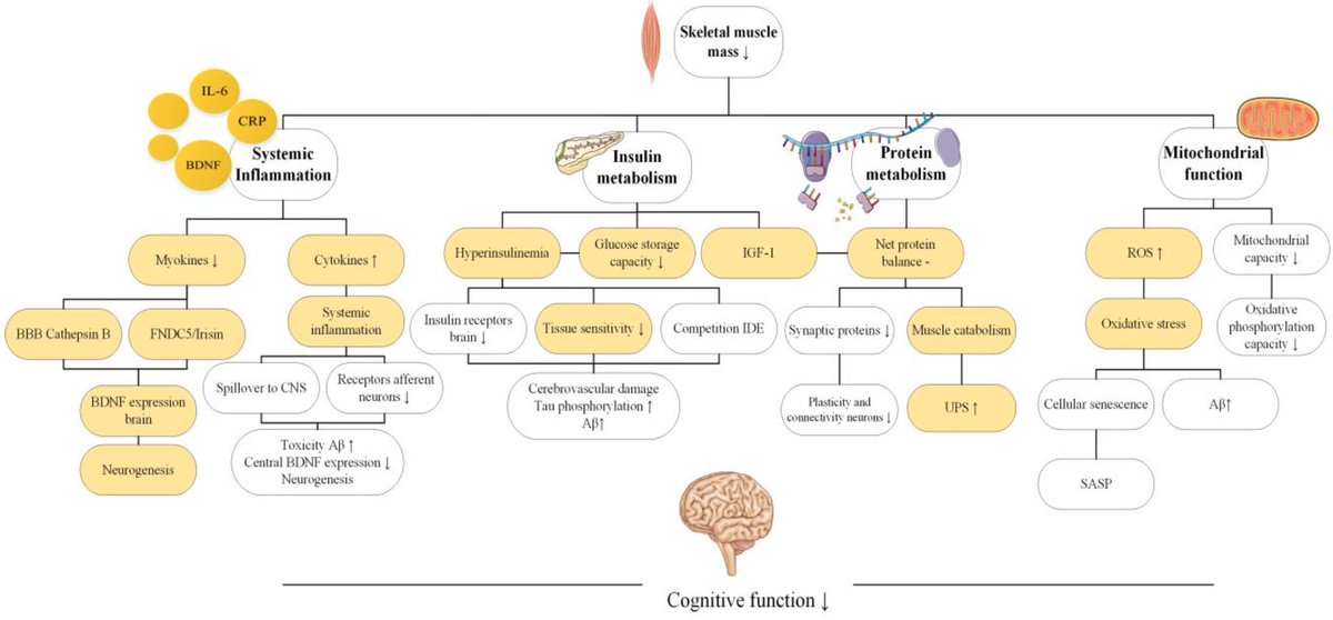 ChristophBurch's tweet image. 4 pathophysiological mechanisms that may underlie the association between low muscle mass and cognitive impairment…
academic.oup.com/biomedgerontol…
