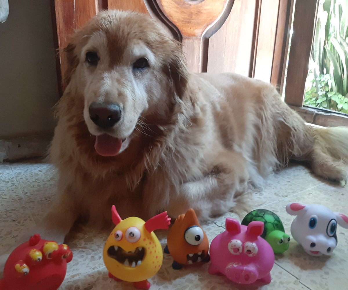 uclestgu's tweet photo. #DiaMundialDelPerro, R❤MA la mejor perrita del mundo. @muchobuchoo https://t.co/tJsgxJhjEi