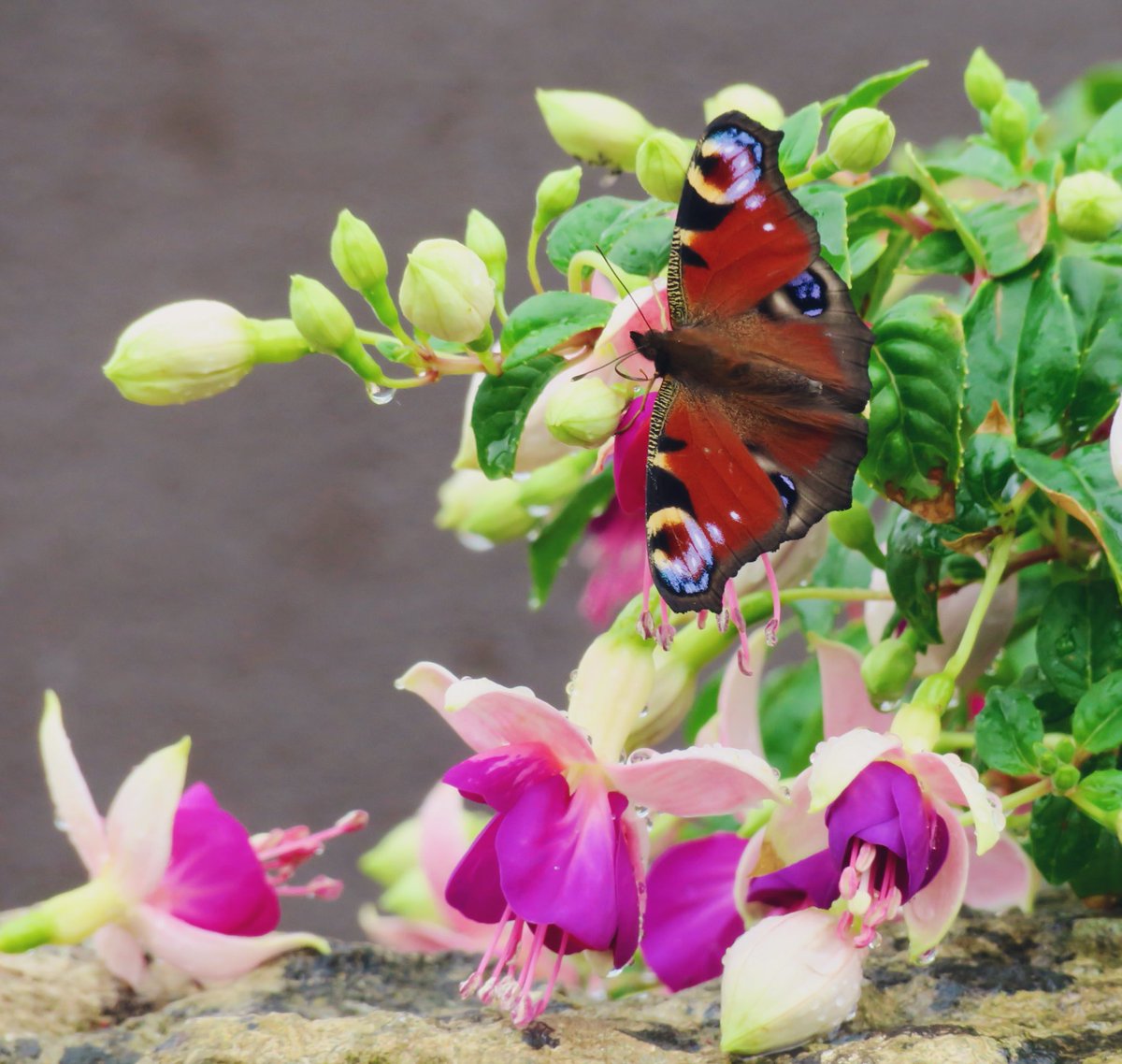 RT @lynda_lambert: A lovely Peacock butterfly floated around my garden on and off all day. https://t.co/Jr3P43zU1P