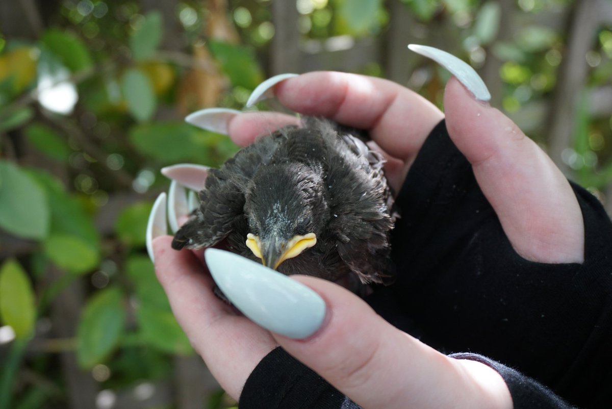 A very big thank you to all my followers as I hit 1200. Please enjoy this bird we found when we was visiting a theme park and helped back near to it's nest.