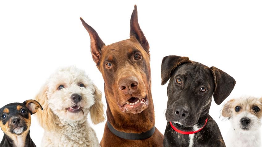 biotankers's tweet photo. #DiaMundialDelPerro una hermosa celebración que nos recuerda la importancia de esta especie animal 🐶 desde BIOtank celebramos el amor que tenemos y sentimos por estos animales 🥰🐕 https://t.co/hPDe1pRF4m