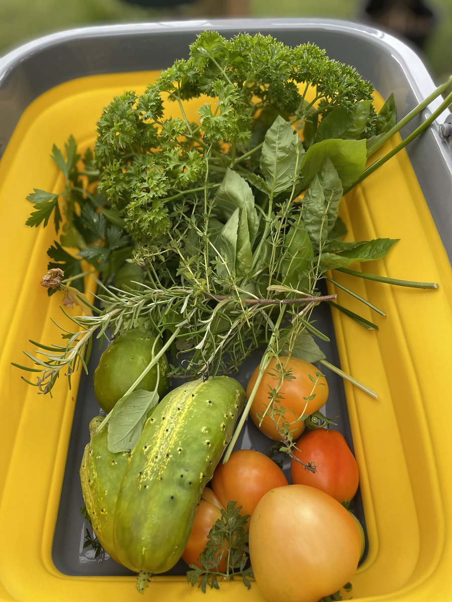 Our first harvest of tomatoes! It feels amazing growing for free exactly what you spend so much money on. For all you vegetable gardeners and flower gardeners how is your garden going?