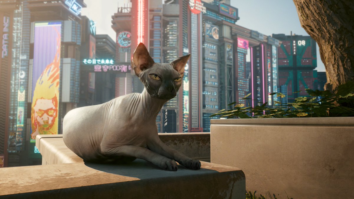 CinematizandoOf's tweet photo. Os estúdios CD Projekt Red, tinyBuild, Pine Studio e Maneater postaram fotos de gatos para parabenizar o lançamento de Stray
#CDProjektRed #tinyBuild #PineStudio #Maneater #Stray https://t.co/tc5wKkeNbo