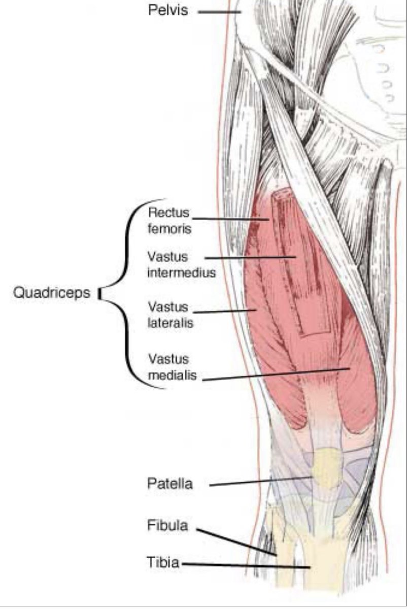 I’ve spent over 1,400 hours in the gym

Here are 19 sentences I learned about fat-loss, muscle-build...