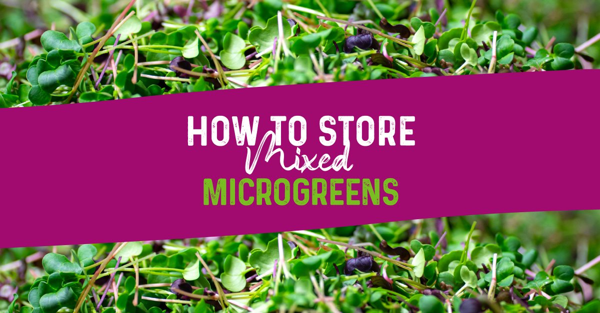 ALLWaysLocal's tweet photo. What is the best way to store microgreens? 🤔 To keep them as fresh as possible, air circulation and moisture are key. We recommend keeping them in their clamshell container and popping them in the fridge. Stored this way, your #microgreens will last for about two weeks. 🌱 https://t.co/tsB6UxFN4T