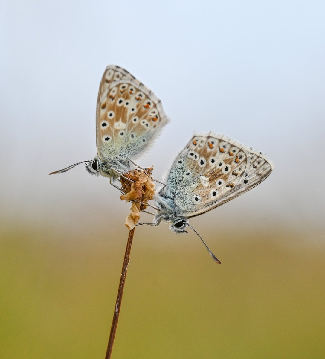 2-4-1 Chalkhill Blues at evening roost 😍🦋🌿 #chalkhillblue #polyommatuscoridon #lepidoptera #savebutterflies #countthemtosavethem #bigbutterflycount #beauty #bbccountryfilemagpotd #BBCWildlifePOTD