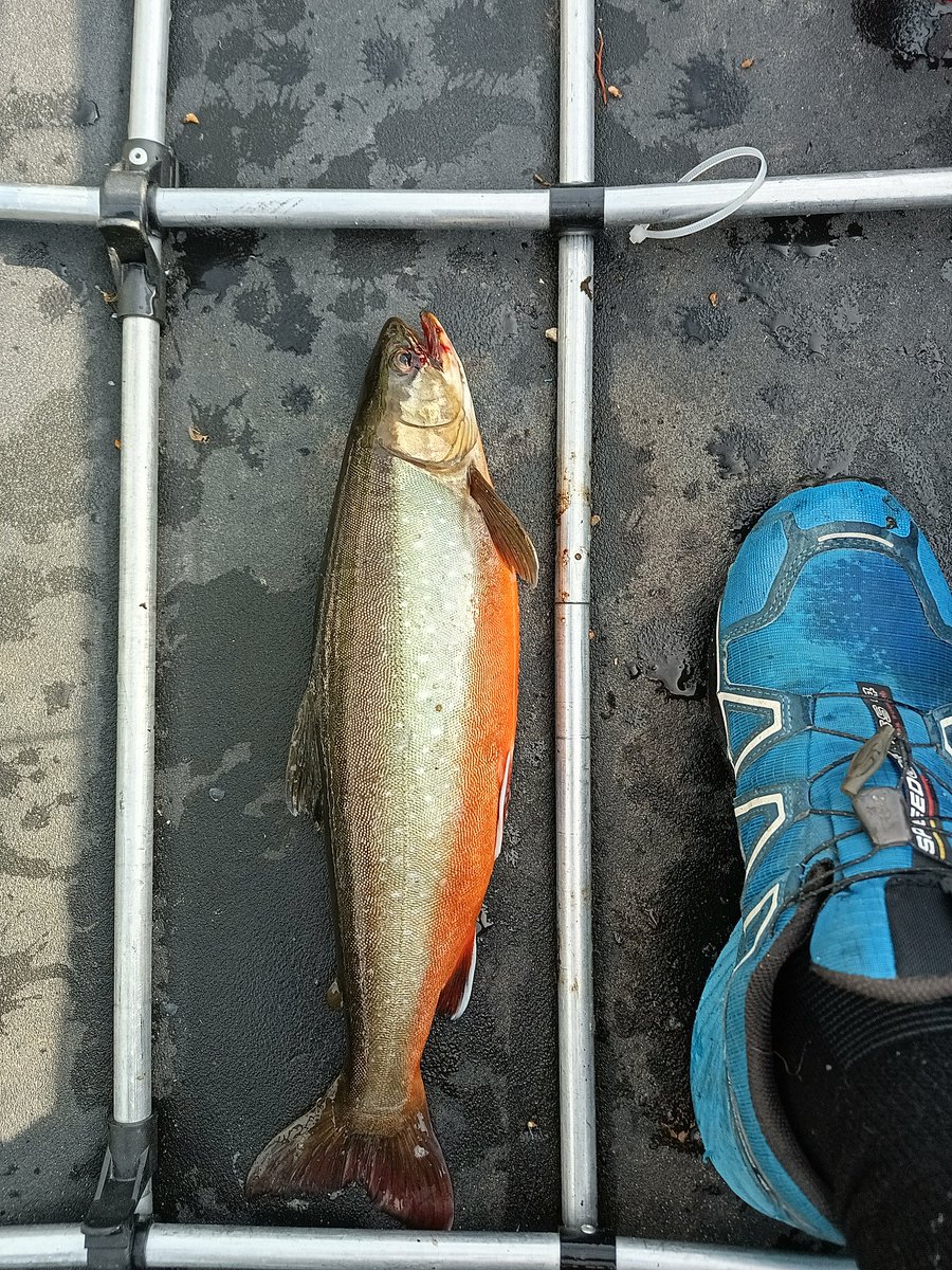 PaaTur's tweet image. @PaaTur #Femunden #Røye