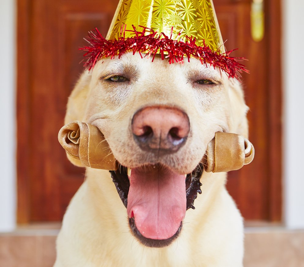 encebolladoCDL's tweet photo. Feliz día del perro para todos 😬... para todos los que entre semana traen a comer a una y los fines de semana a otra 😅😅 CONFIRMEN!!! #DiaMundialDelPerro #amigofiel #perros https://t.co/7ELQQA5gJN