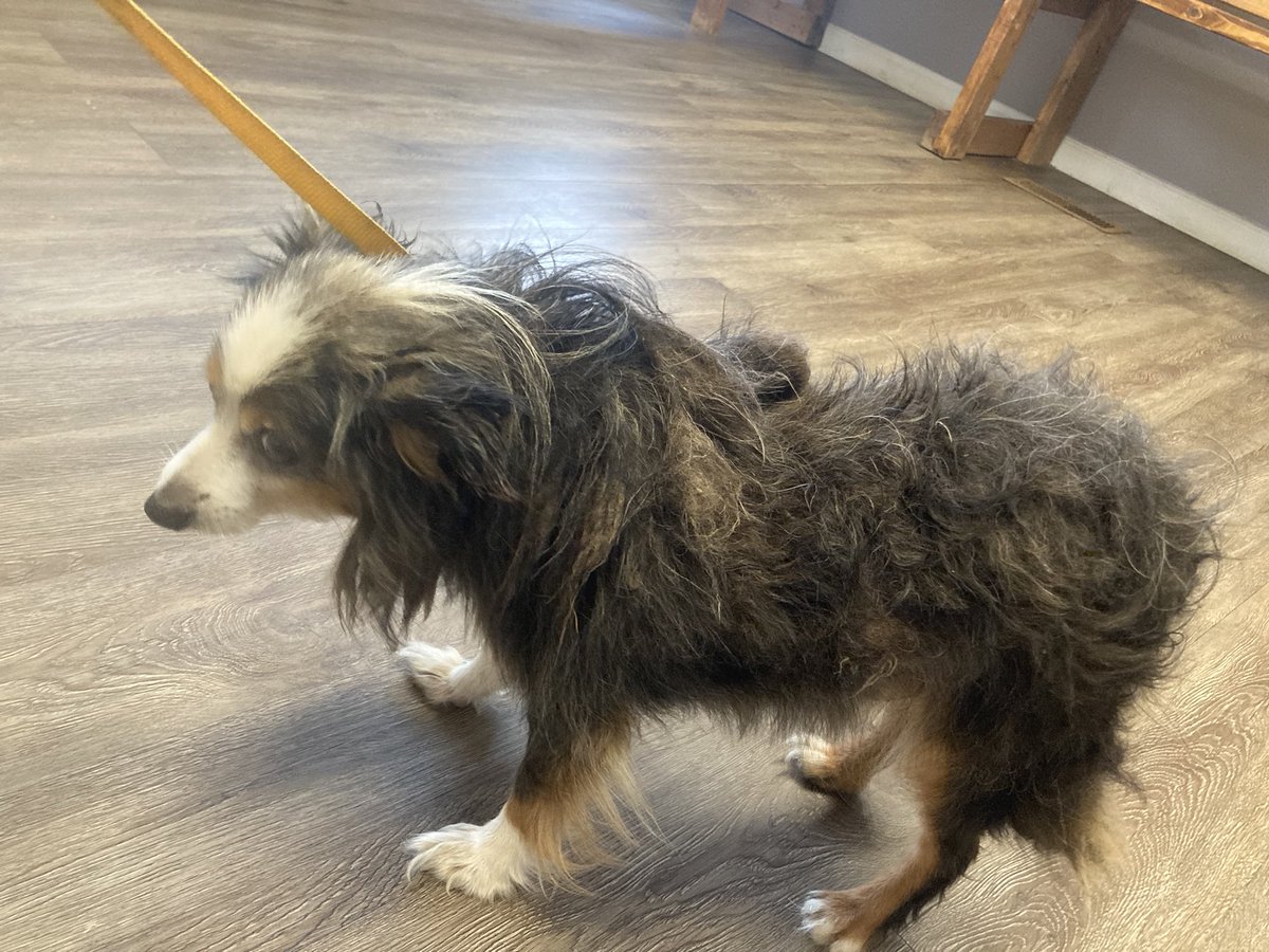 Dragon Dream Team Re tweet media