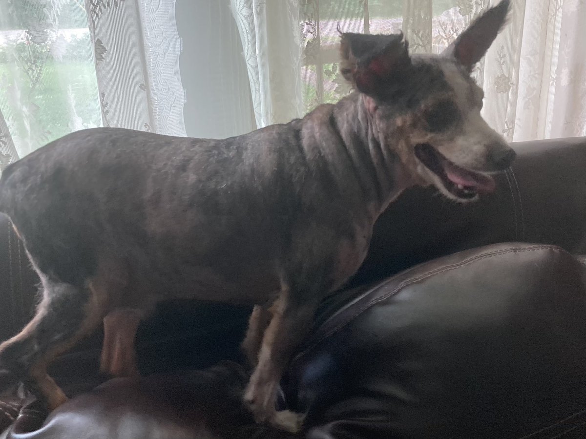 Dragon Dream Team Re tweet media