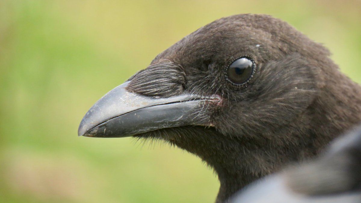 Crow Diary tweet media