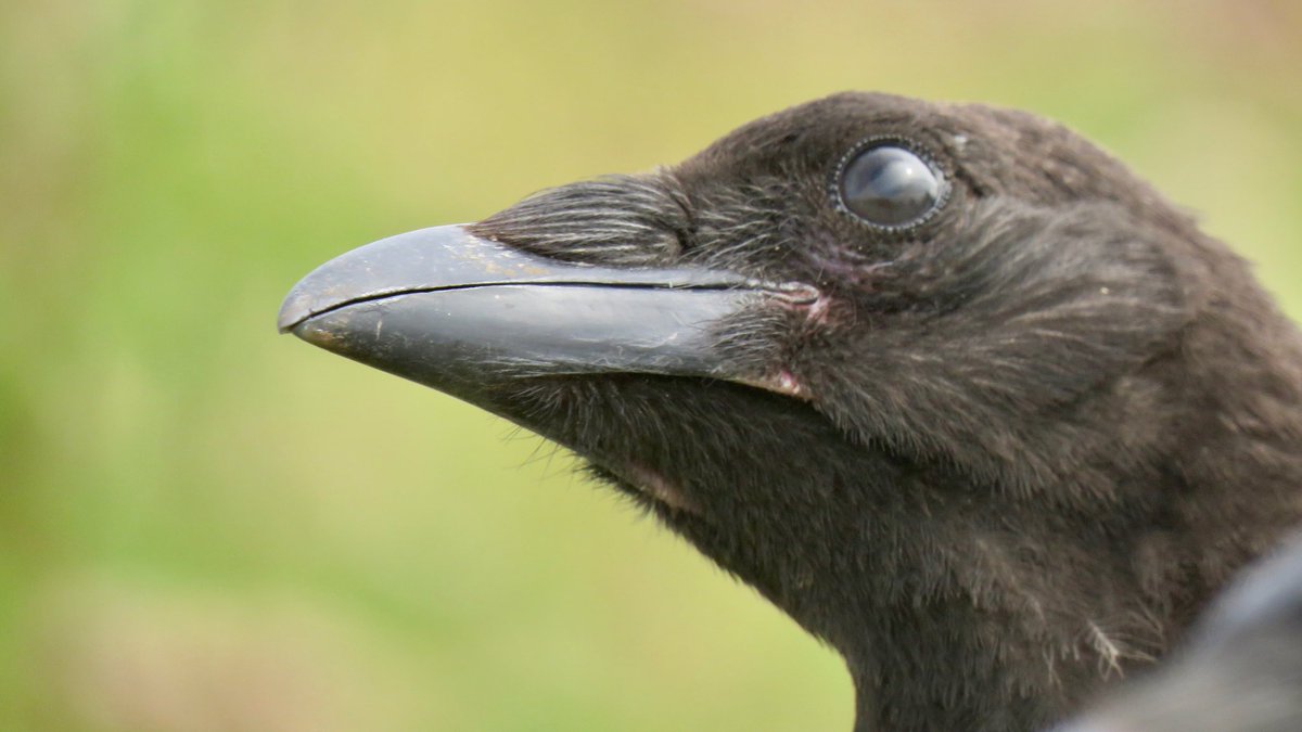 Crow Diary tweet media