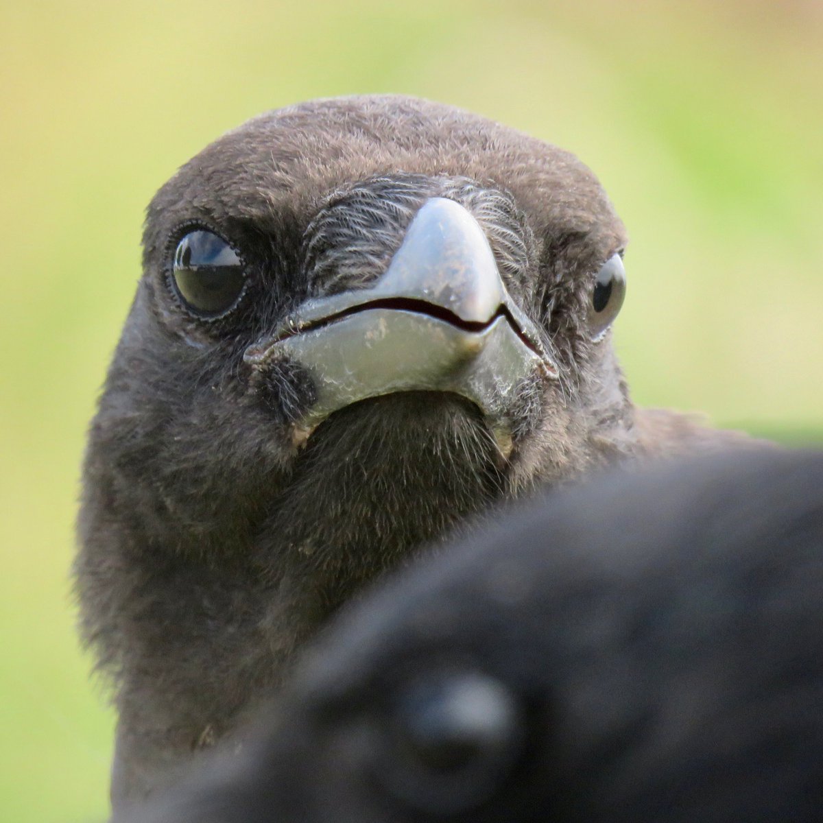 Crow Diary tweet media