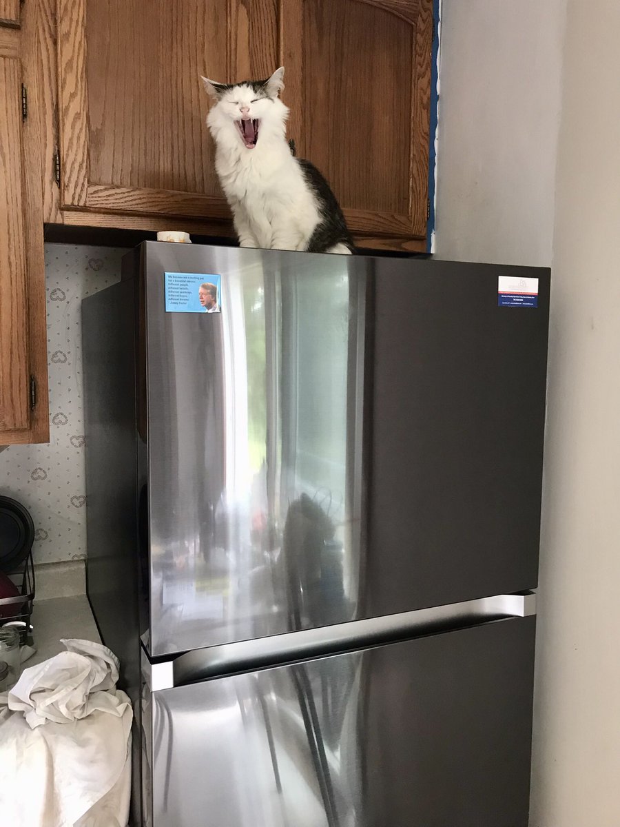 Urbanator88's tweet photo. A new fridge arrived yesterday, and we are almost as excited as Lana. #midyawn https://t.co/eSBb0m77Ws