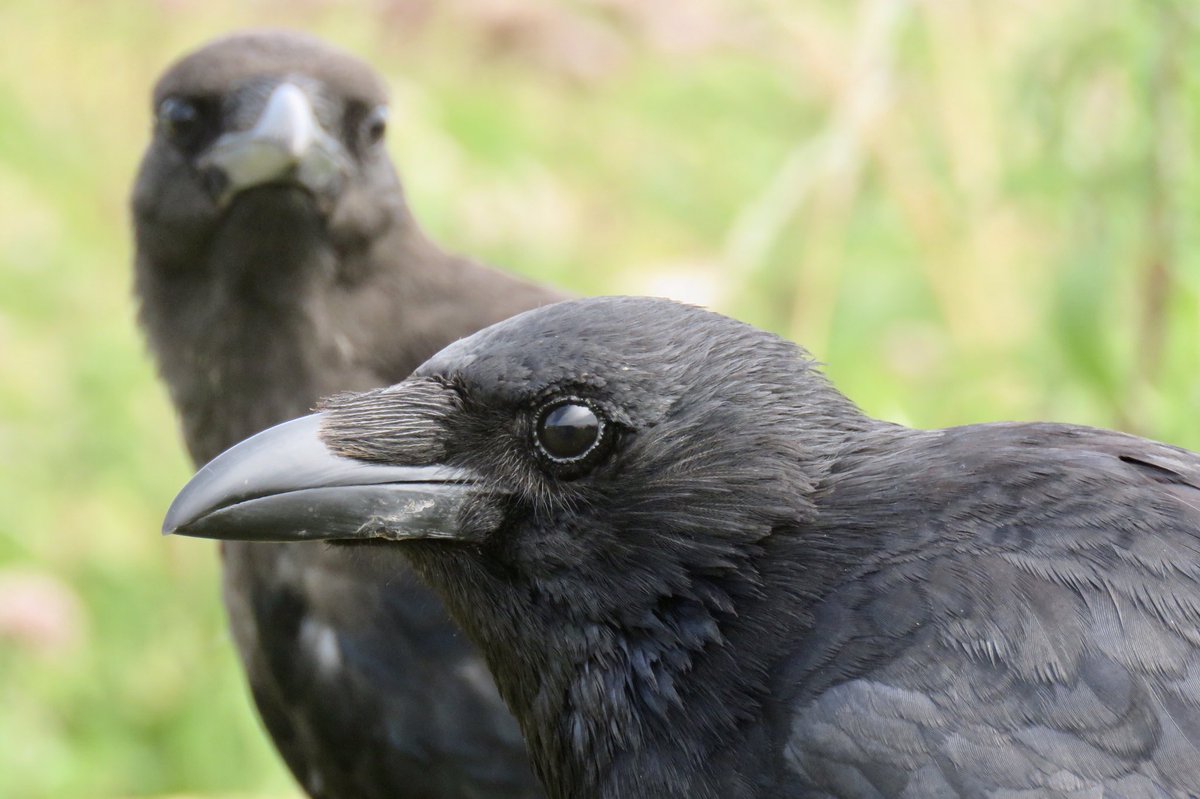 Crow Diary tweet media