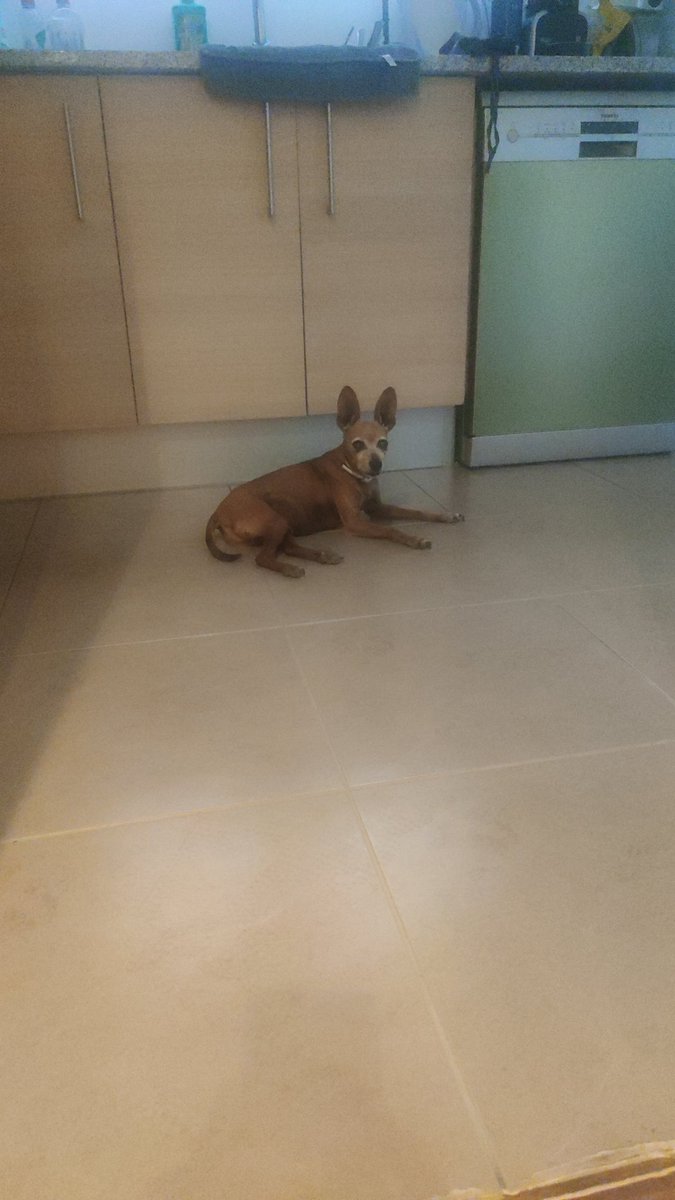 #diamundialdelgos
una gran alegria quan arribas a casa