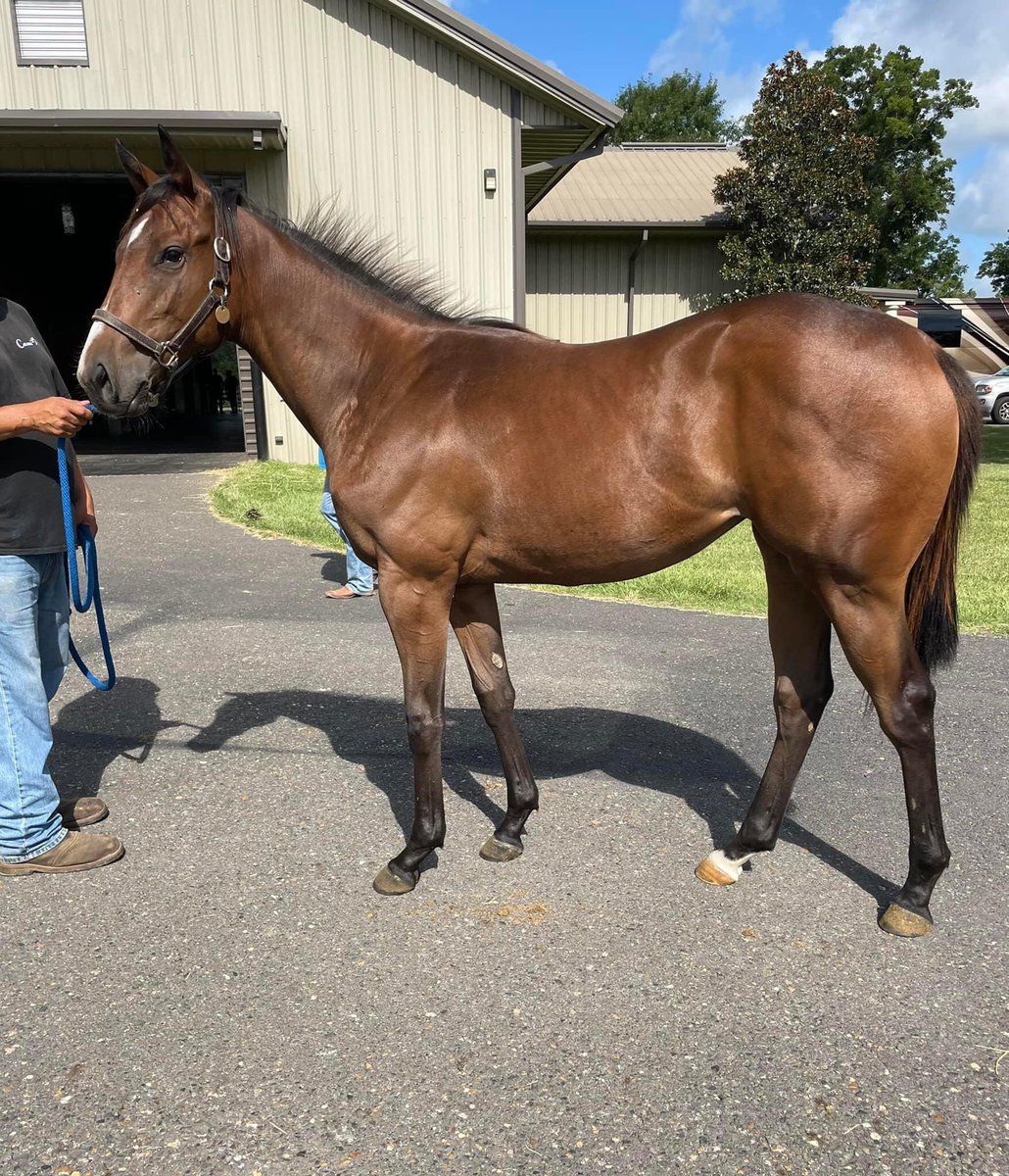 CoteauGrove's tweet image. 🚀 LA-bred filly by the the red hot freshman sire Sharp Azteca heading to the Texas yearling sale next month. Bred by Coteau Grove Farms and selling with KP Sales. Pinhookers - don’t miss this one, she fast!