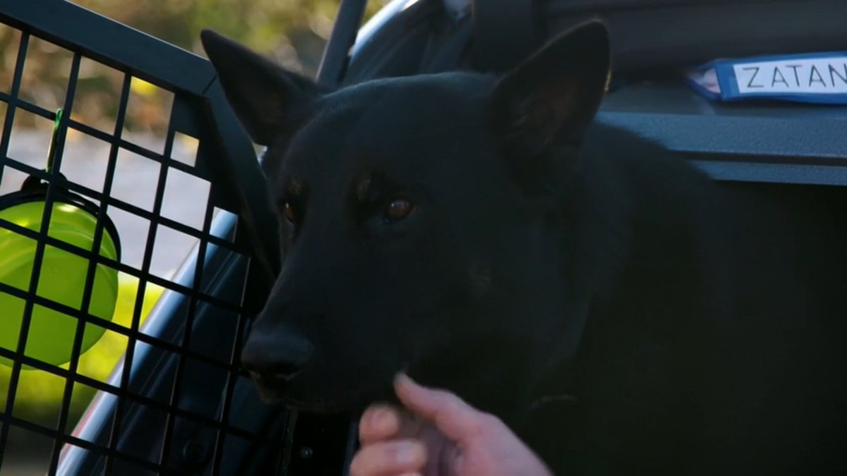 Noel Fitzpatrick Fanbase tweet media