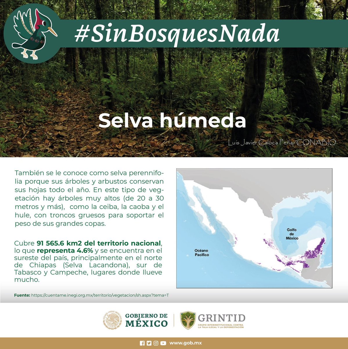 SEMARNAT_mx's tweet photo. Los #bosques y selvas juegan un papel de gran importancia para nuestra subsistencia en la Tierra. Por ello, es importante protegerlos. 🌲🌳🍃🌱

#SinBosquesNada, denuncia la tala y deforestación ilegal. 🪵 https://t.co/KuQOdeUZ9m