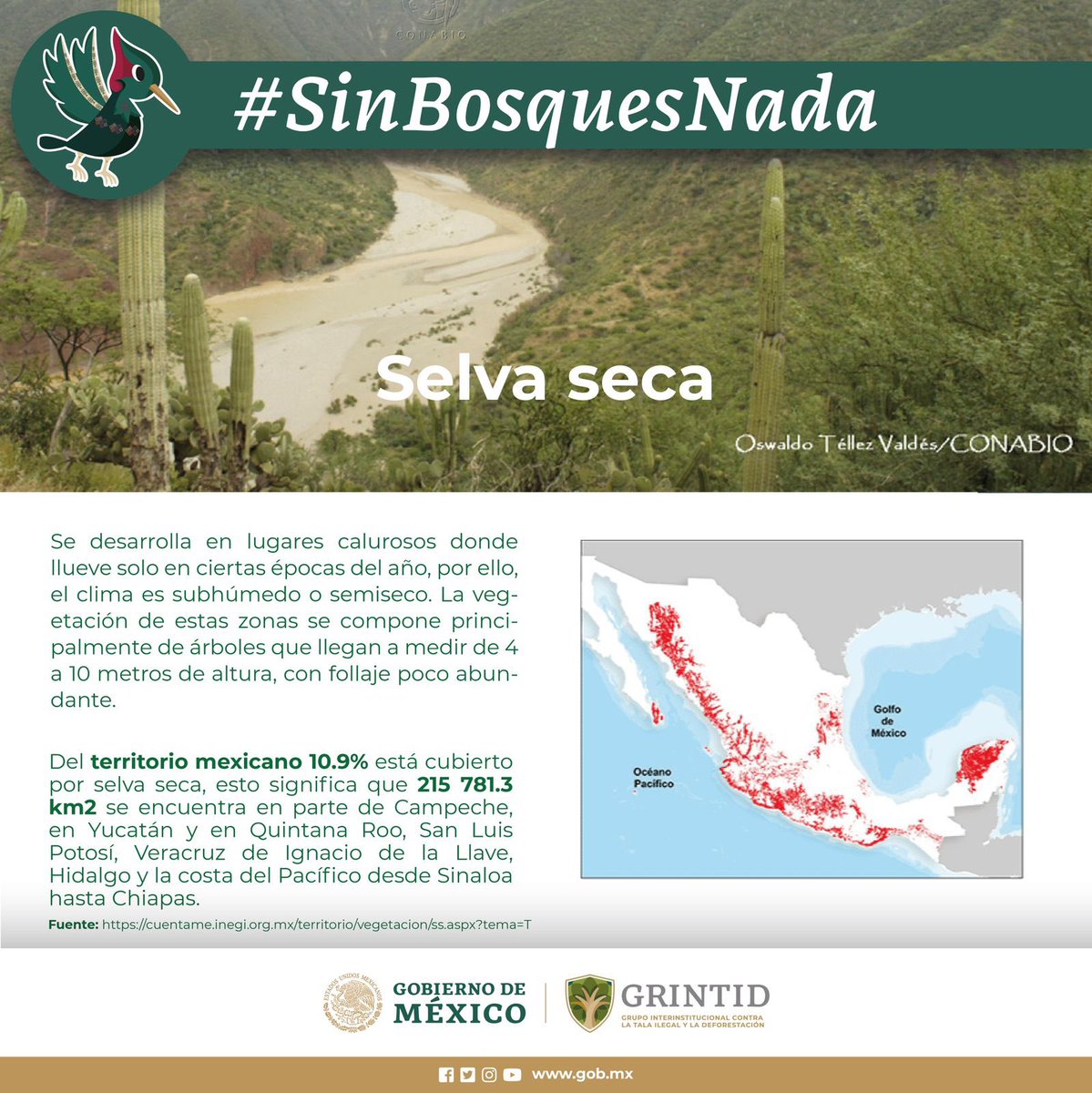SEMARNAT_mx's tweet photo. Los #bosques y selvas juegan un papel de gran importancia para nuestra subsistencia en la Tierra. Por ello, es importante protegerlos. 🌲🌳🍃🌱

#SinBosquesNada, denuncia la tala y deforestación ilegal. 🪵 https://t.co/KuQOdeUZ9m