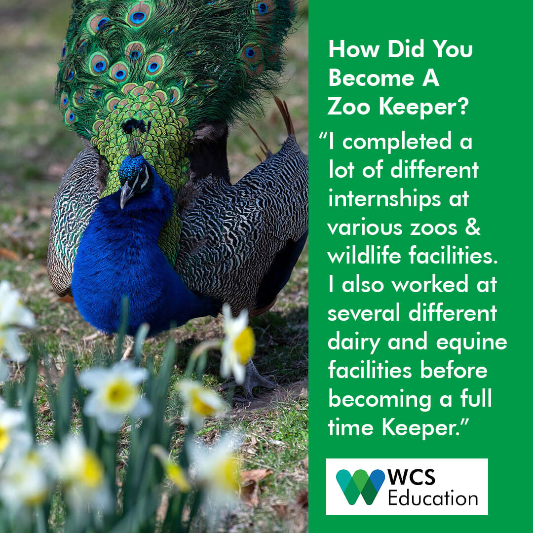wcseducation's tweet photo. Meet Joe Nappi a Senior Keeper at #bronxzoo . Joe said "I've always wanted to be a zoo keeper since I was about 13 years old."
#nationalkeeperweek #keeperweek #wcseducation #wcs #naturelover #keeper #animalkeeper #giraffe #bronxzoo #nature #wildlife #hippo #hippos #zooanimals https://t.co/VXlC8ERlj6