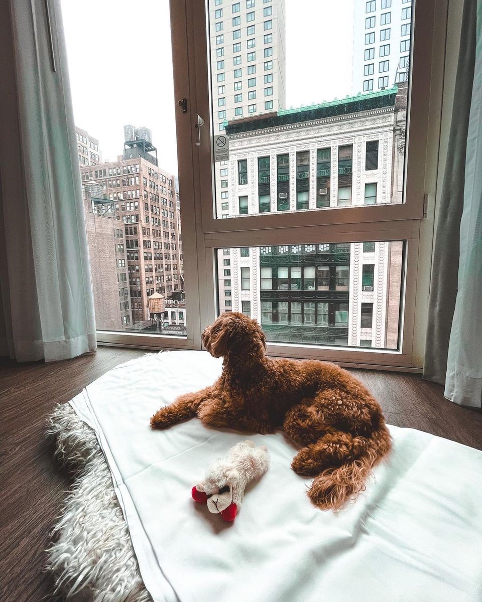 Just taking in the views on those dog days of summer. 

📸 @kaitravelingdoodle

.
.
.
#staycurious #summer2022 #innsidenewyork  #innsidemoments #travelwithpets #petfriendly #petfriendlyhotels #petfriendlynyc
"