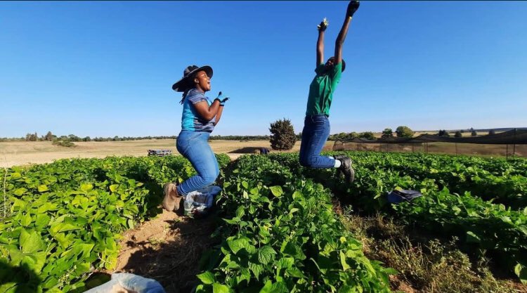 Air filled with joys and fulfillments while farming. #youthinag #womeninag #africanfarmers #farmers #TAGsFarm