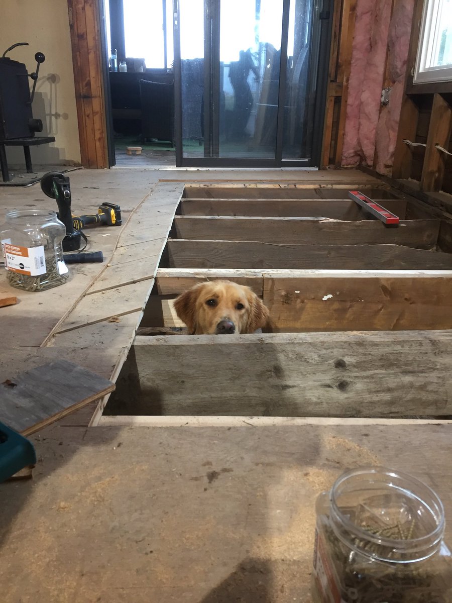 AngelaBaherd's tweet photo. This is Sadie, our golden, who is happy to inspect for critters during repairs.  Of course, treats were provided post work day! https://t.co/svWm3Q3lNT