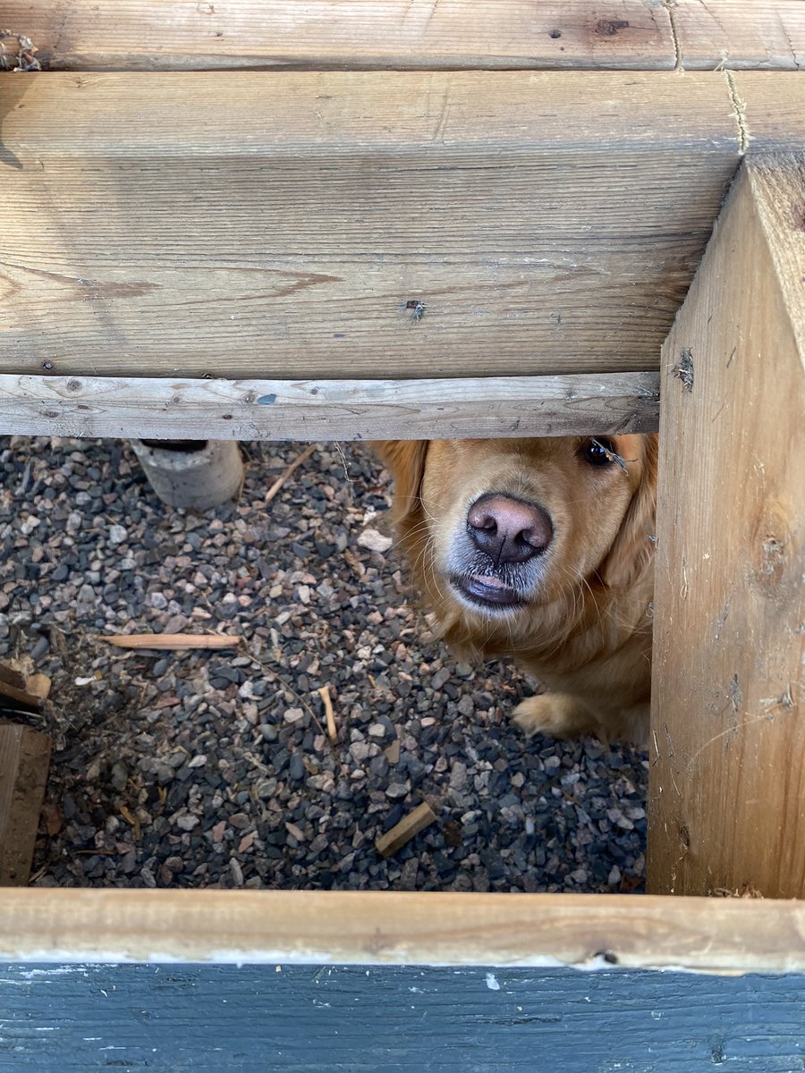 AngelaBaherd's tweet photo. This is Sadie, our golden, who is happy to inspect for critters during repairs.  Of course, treats were provided post work day! https://t.co/svWm3Q3lNT