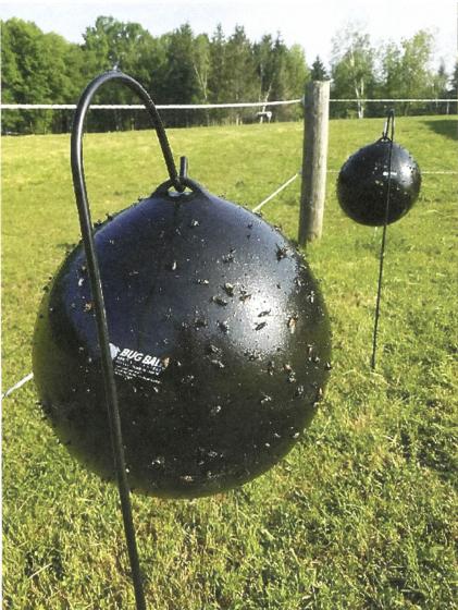 FarmShow's tweet photo. “The Bug Ball is a simple product that’s very effective at attracting and eliminating biting flies,” says Austin Jones, developer of the Bug Ball Fly Trap, Panama City, Fla. #bugball #bugs #ball #insects #attracts #flies https://t.co/l9aOWvxuxQ https://t.co/rBM3mmFHDp