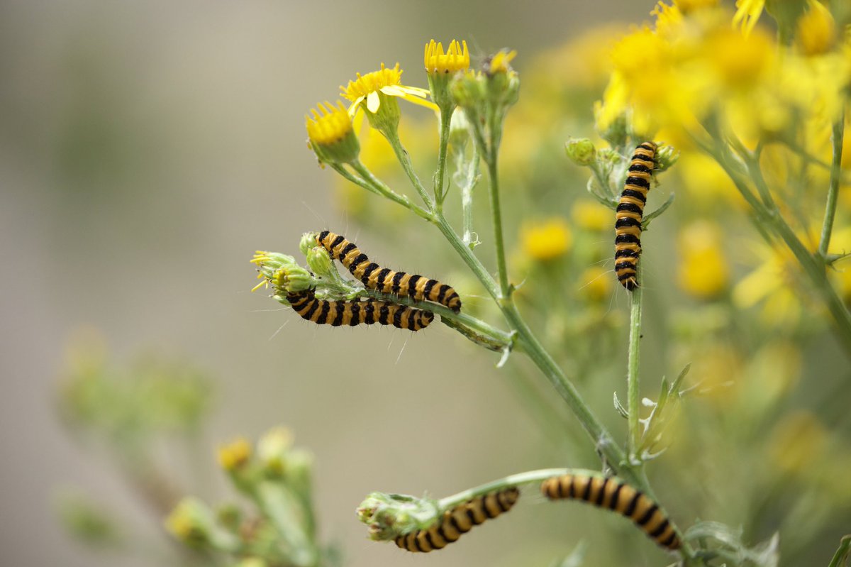 Caterpillars getting ready to be cinnabar moths #wildlifephotography #cinnabar #moth