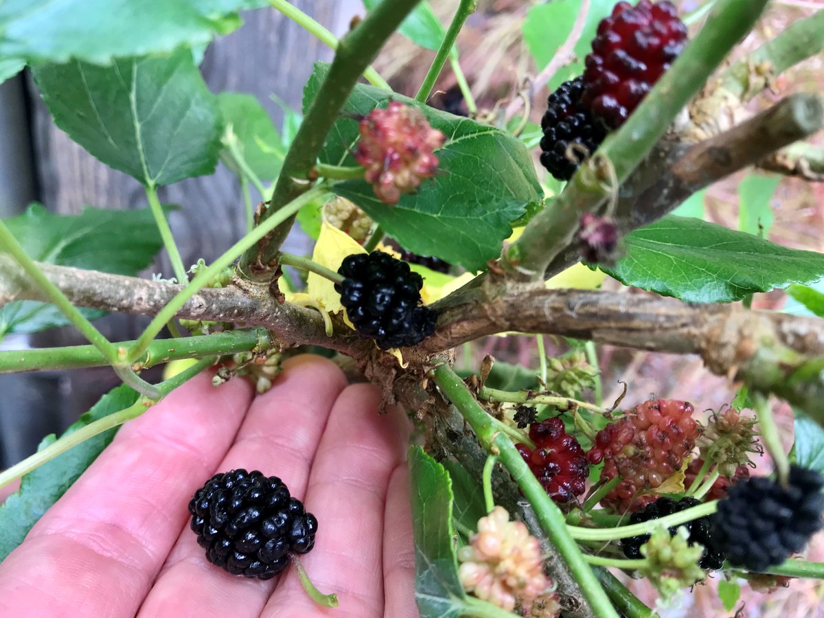 Mwyar morwydd -mulberries- blasus iawn yn yr ardd yn #Stiniog heddiw am y tro cynta'.
Y tro dwytha i mi gael rhai oedd o goeden *llawer* iawn mwy mewn pentref yn y Picos, ddegawd yn ôl.
#Garddio #TyfuBwyd