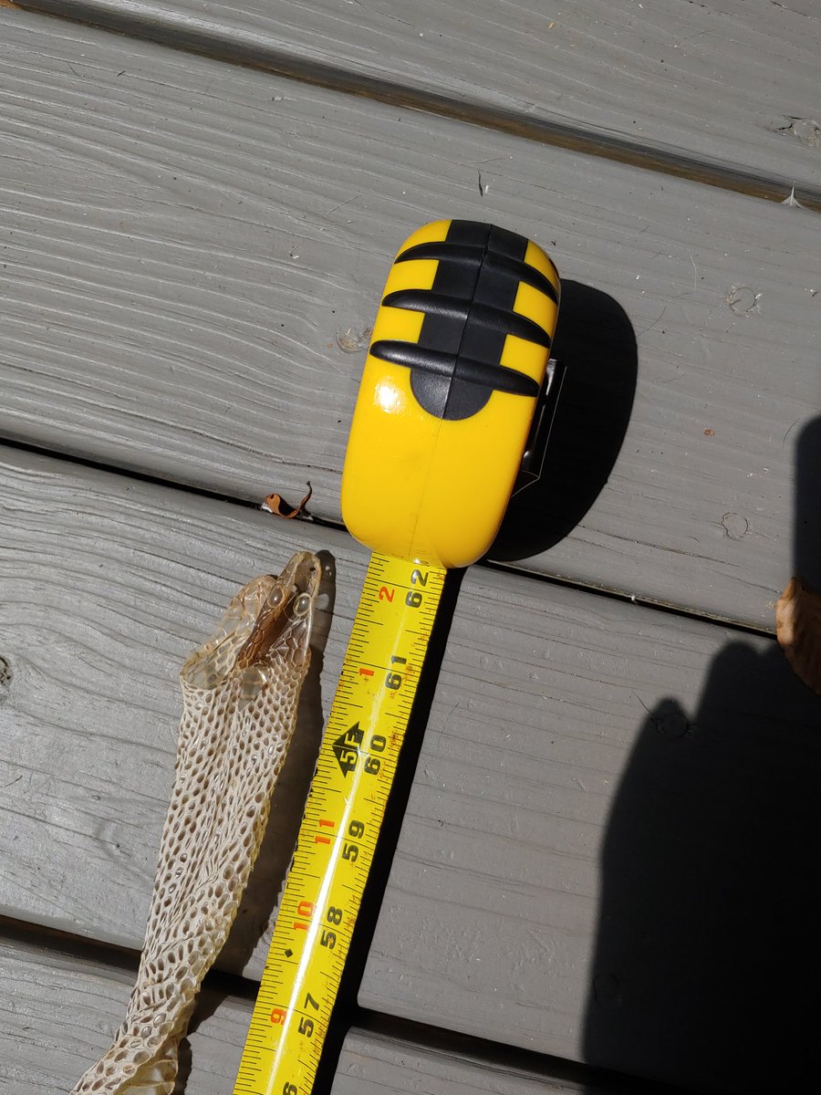 Found this treasure while reaching to turn on the light in the well house.  Due to the size and proliferation of them in our area, I'm going to assume it belonged to a king snake.

#kingsnake