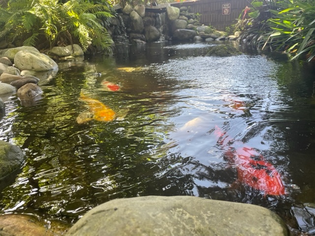 UCFLibrary's tweet photo. Beautiful day for our knights to check out the koi fish pond by the Burnett Honors College! 🐟 @ucfbhc https://t.co/dTFN9lKI7B