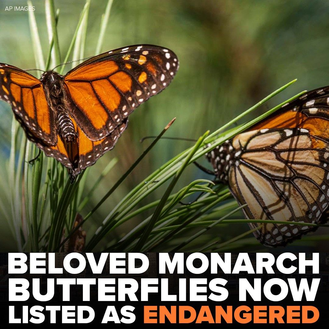 ABC7NY's tweet photo. TRAGIC NEWS 🦋 The monarch butterfly fluttered a step closer to extinction, as scientists put the iconic orange-and-black insect on the endangered list because of its fast dwindling numbers. https://t.co/O854N8JIMV https://t.co/Oz913FYJTm
