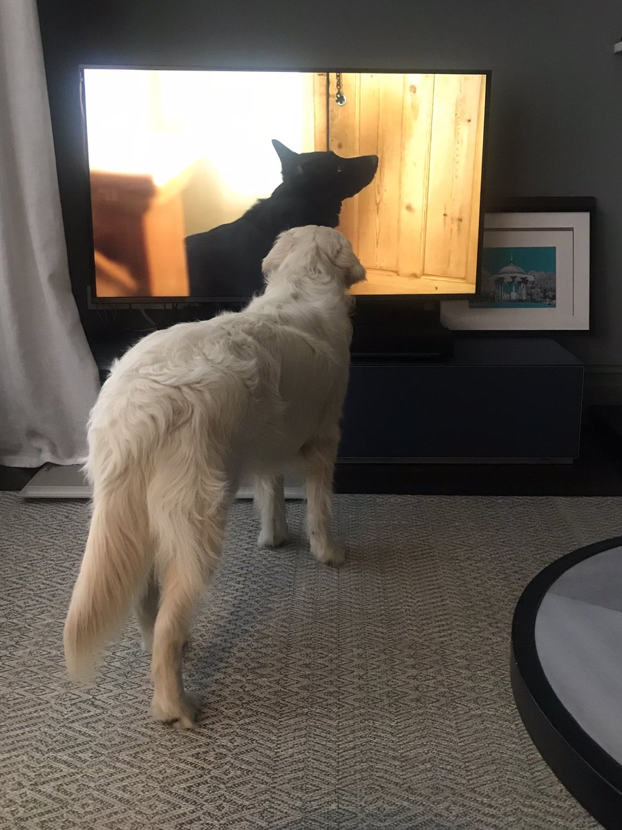 PetBusinessPR's tweet photo. #supervet fan - he’s riveted!
@fitzpatrickref 

#goldenretriever #petsitting #dogswatchingtv https://t.co/tgEPoko73a