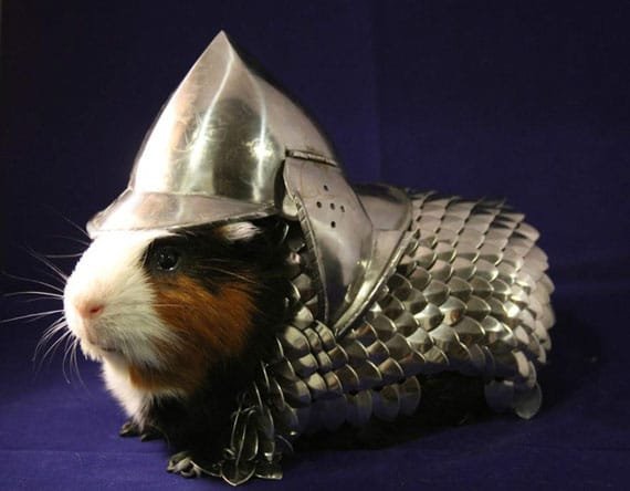 RadioKieran's tweet photo. If you ever feel bad about a recent purchase, remember that someone once paid $24,300 for armour for their guinea-pig. https://t.co/OXiAscurvl