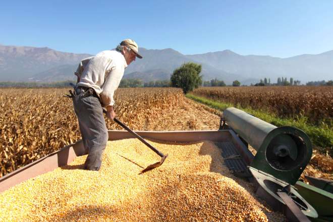 minutaagro's tweet photo. #LoMásLeído | Productores piden que cosecha de maíz sea pagada a 0.44 centavos de dólar - Minuta Agropecuaria https://t.co/xvEeaWiPSt #21Julio https://t.co/g6oAvegdpl