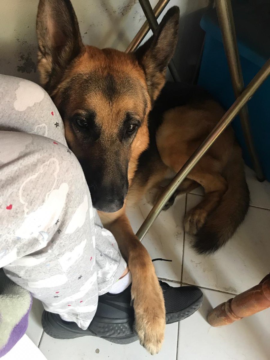 HERMIRANDA's tweet photo. Festejemos al consentido de la casa #Aquiles 🐶 y con los que tengo que convivir por ahora #Hacho #Ramón #Princesa #Tori #DíaMundialDelPerro #DíaDelPerro https://t.co/LHl1ArGbpU