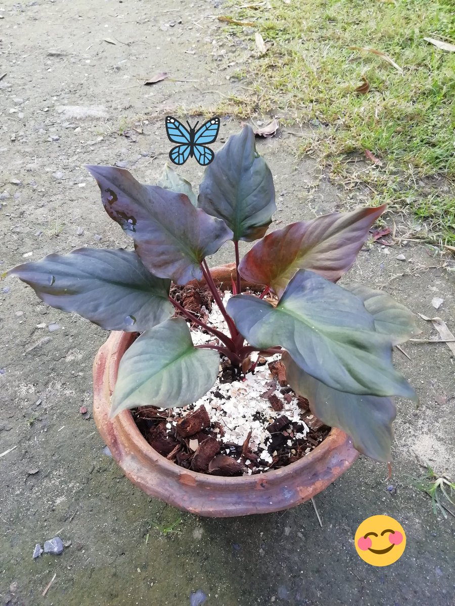 decha69203811's tweet photo. @blackcloudyieie ดี​ครับ https://t.co/i136HyUI4u
