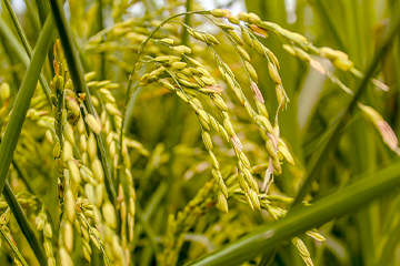 minutaagro's tweet photo. #SepaQué | Arroceros obligados a cosechar 7.000 kilogramos por hectárea para cubrir costos de producción - Minuta Agropecuaria https://t.co/eBMb4Y87FC #21Julio https://t.co/VITJ0sOkVX