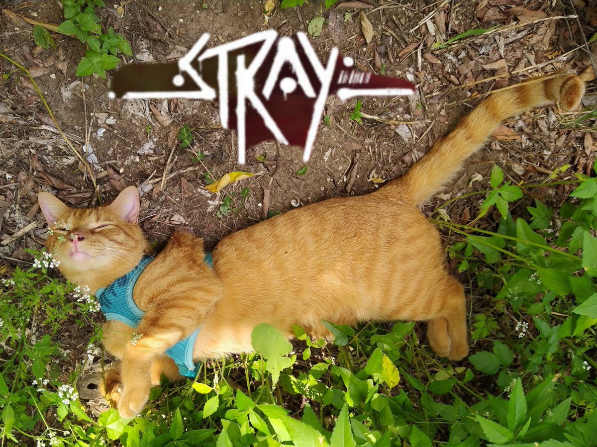 S4NPA7's tweet photo. Think I DL the wrong game, maybe I should adjust my brightness? 🤣 come check out all this Cuteness, Purrs &amp; Meows tonight around 8pm CST 🐈
Best game of the YEAR hands down!!
 
•● https://t.co/d5qz54u4sG ●•

#stray #straygame #cat #kitty #kittens #gamer #streamer #twitch https://t.co/YLlW3bWGkw