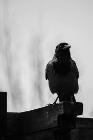 sniper_7777a's tweet photo. Ryoshi dream = a hunter dream 

Next #shib = #caw 

@RyoshiResearch 
We are #ryoshi 

@jonnyvalue @CAW_Army 
@caw_informer @Cawcoin_ 
#btc #Ethereum #socialmedia #cryptocurrency https://t.co/PKtSECyR2G